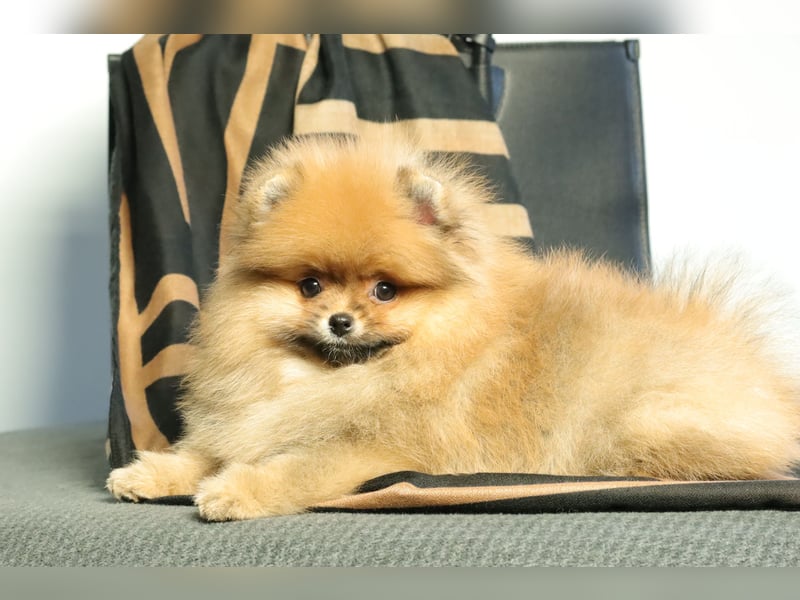 Pomeranian Welpe (Rüde) zu verkaufen