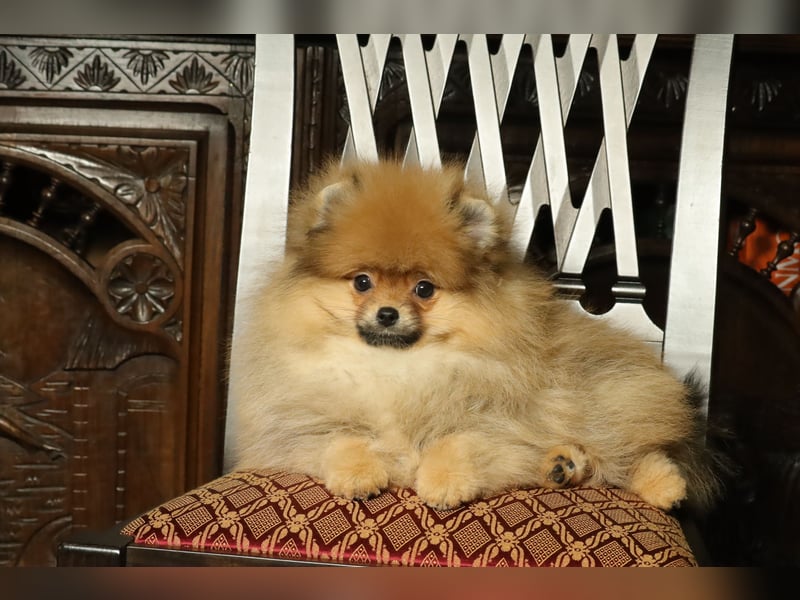 Pomeranian Welpe (Rüde) zu verkaufen