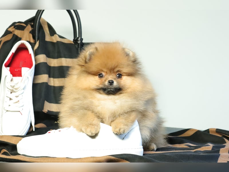 Kleiner und lieber Pomeranian Welpe (Rüde) zu verkaufen