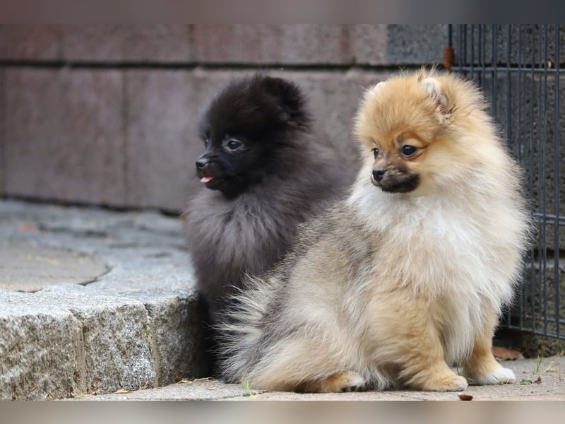 Zuckersüßer Pomeranian / Deutscher Zwergspitz Rüde sucht Zuhause