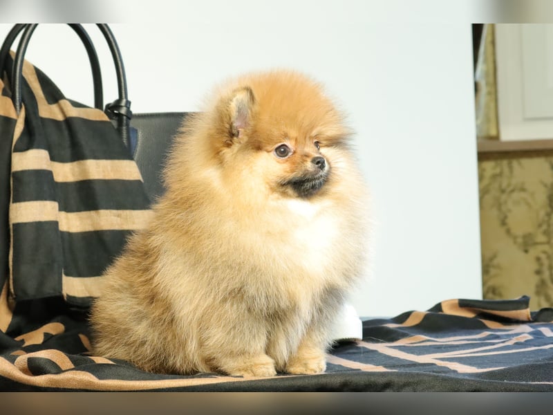 Pomeranian Welpe (Rüde) zu verkaufen