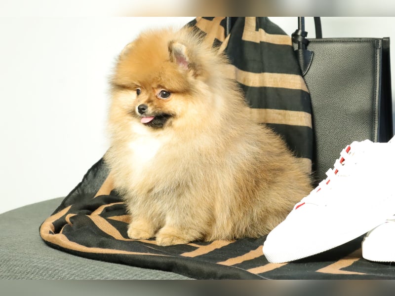 Kleiner und lieber Pomeranian Welpe (Rüde) zu verkaufen