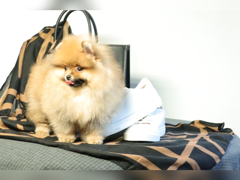 Pomeranian Welpe (Rüde) zu verkaufen