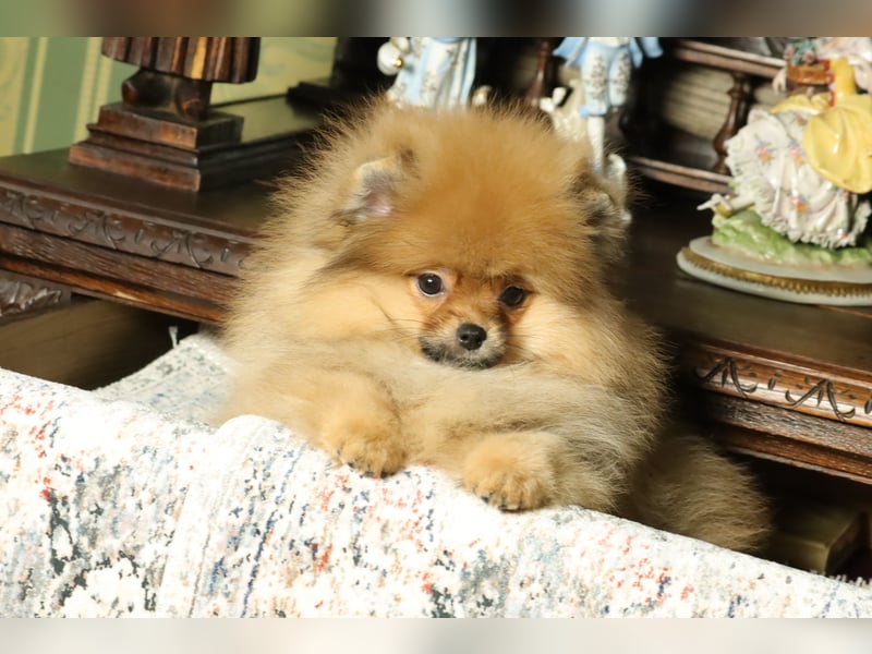Pomeranian Welpe (Rüde) zu verkaufen