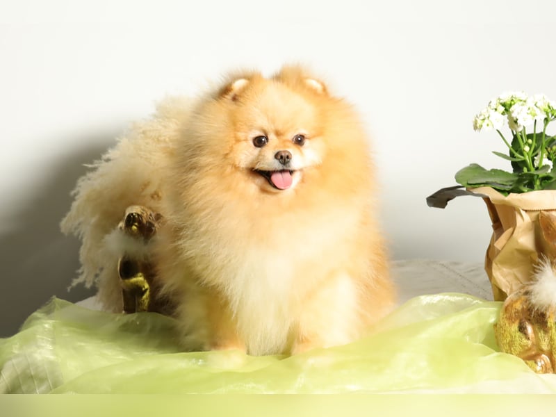 Wunderschöner Pomeranian (Zwergspitz) Rüde zum Verkauf