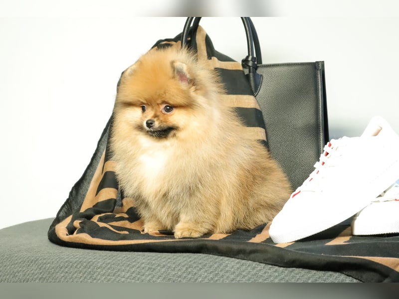 Kleiner und lieber Pomeranian Welpe (Rüde) zu verkaufen
