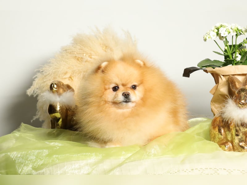 Wunderschöner Pomeranian (Zwergspitz) Rüde zum Verkauf
