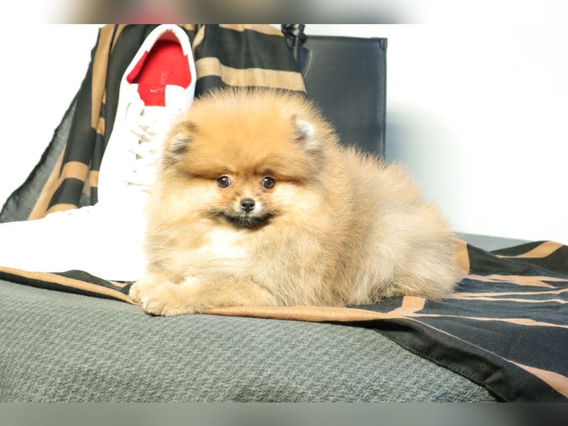Kleiner und lieber Pomeranian Welpe (Rüde) zu verkaufen