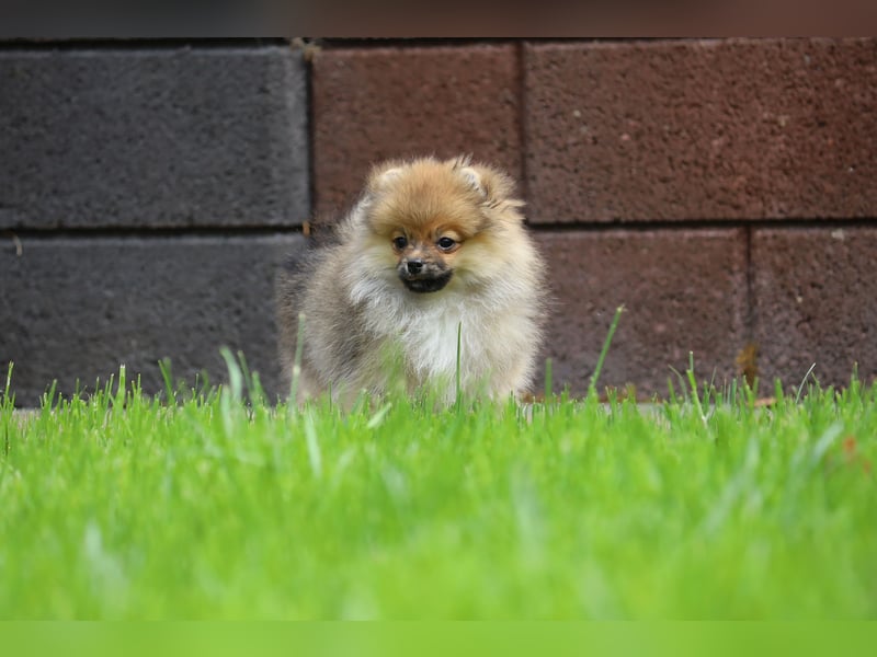 Zuckersüßer Pomeranian / Deutscher Zwergspitz Rüde sucht Zuhause