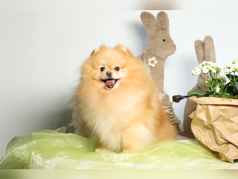 Wunderschöner Pomeranian (Zwergspitz) Rüde zum Verkauf