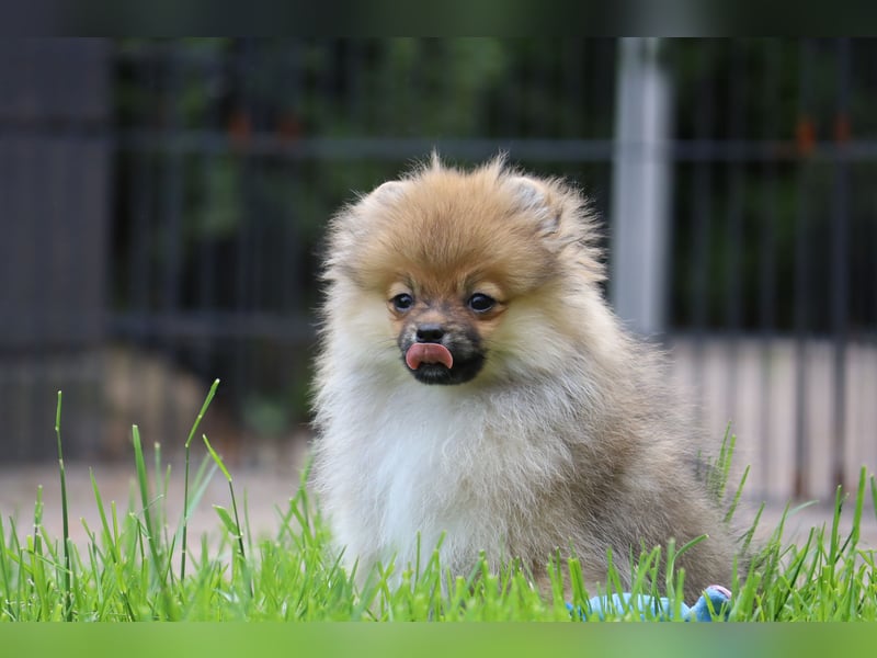 Zuckersüßer Pomeranian / Deutscher Zwergspitz Rüde sucht Zuhause