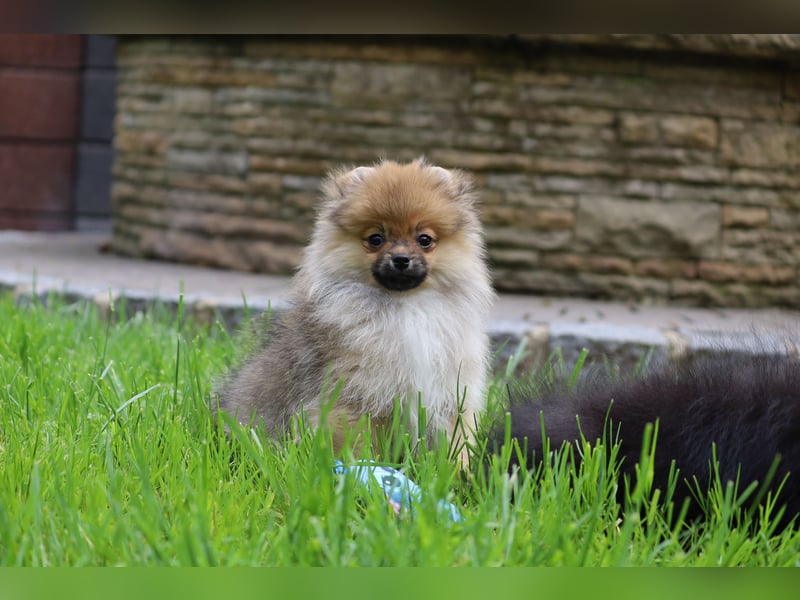 Zuckersüßer Pomeranian / Deutscher Zwergspitz Rüde sucht Zuhause