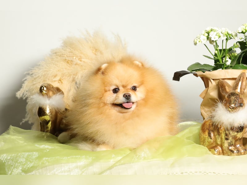 Wunderschöner Pomeranian (Zwergspitz) Rüde zum Verkauf