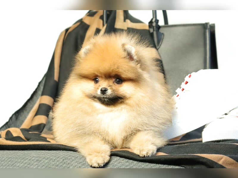 Kleiner und lieber Pomeranian Welpe (Rüde) zu verkaufen