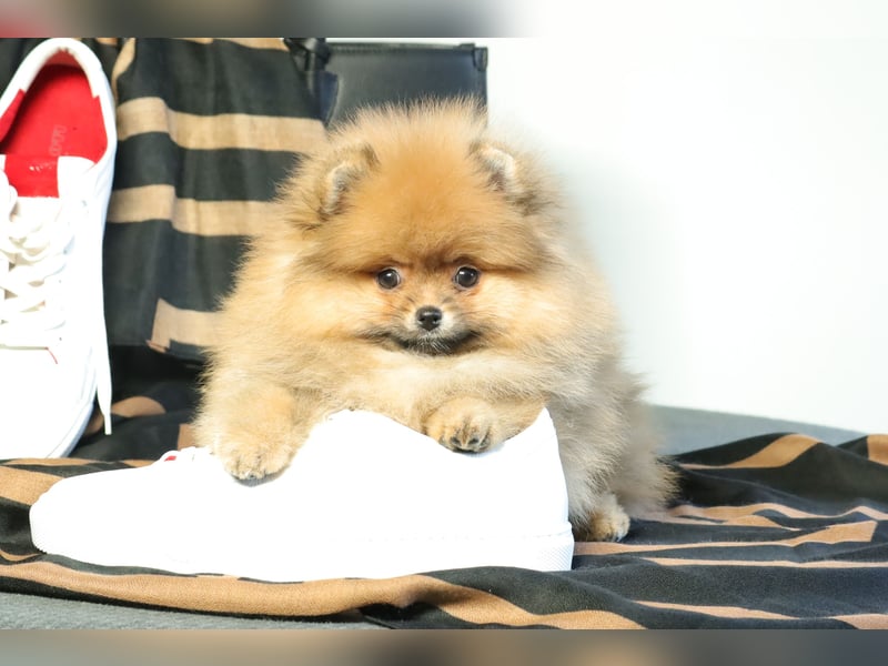 Kleiner und lieber Pomeranian Welpe (Rüde) zu verkaufen