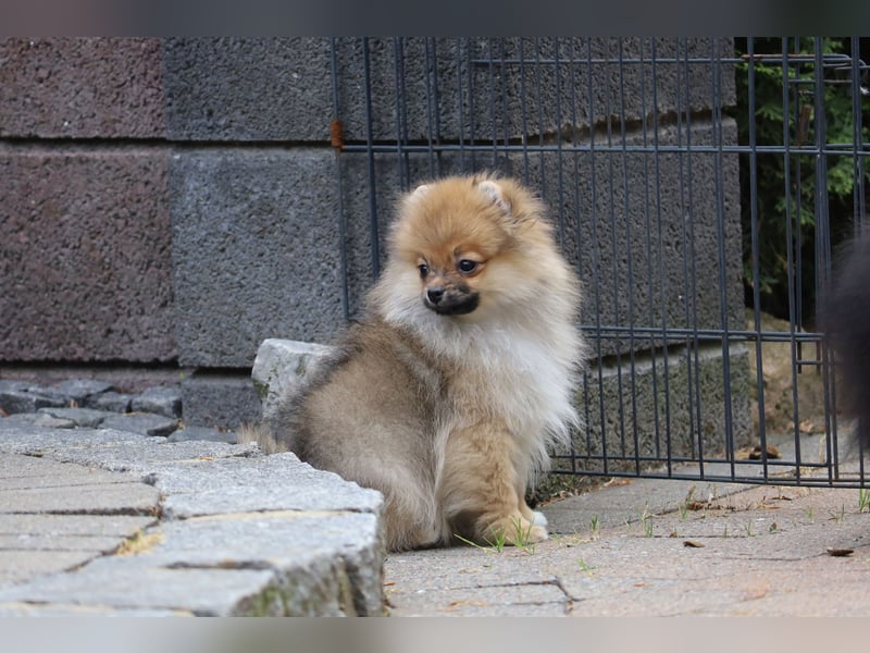 Zuckersüßer Pomeranian / Deutscher Zwergspitz Rüde sucht Zuhause