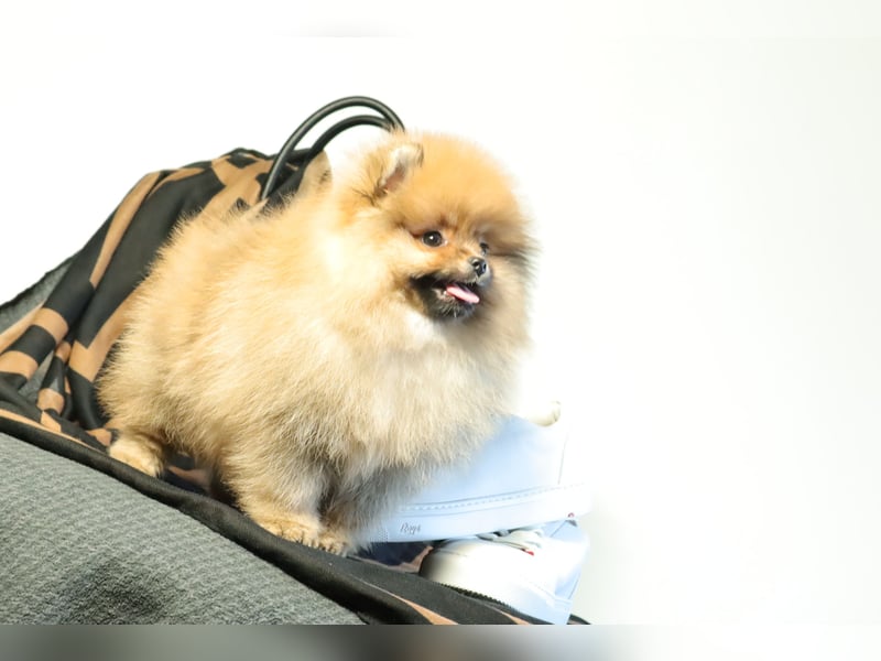 Kleiner und lieber Pomeranian Welpe (Rüde) zu verkaufen