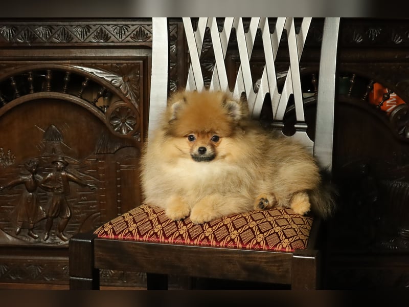 Pomeranian Welpe (Rüde) zu verkaufen