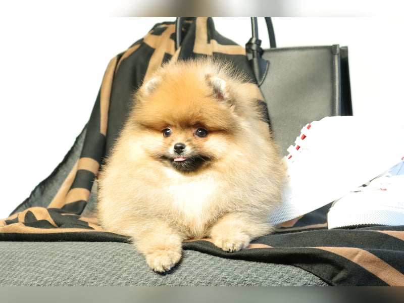 Pomeranian Welpe (Rüde) zu verkaufen