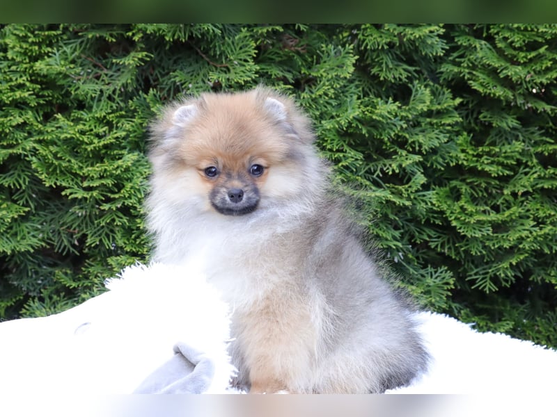 Zuckersüßer Pomeranian / Deutscher Zwergspitz Rüde sucht Zuhause