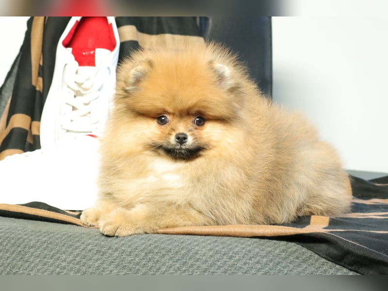 Pomeranian Welpe (Rüde) zu verkaufen