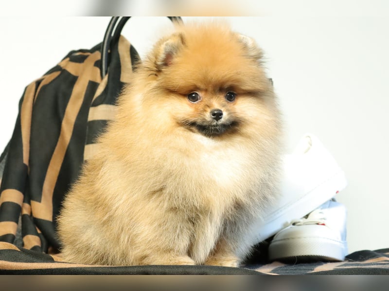 Kleiner und lieber Pomeranian Welpe (Rüde) zu verkaufen