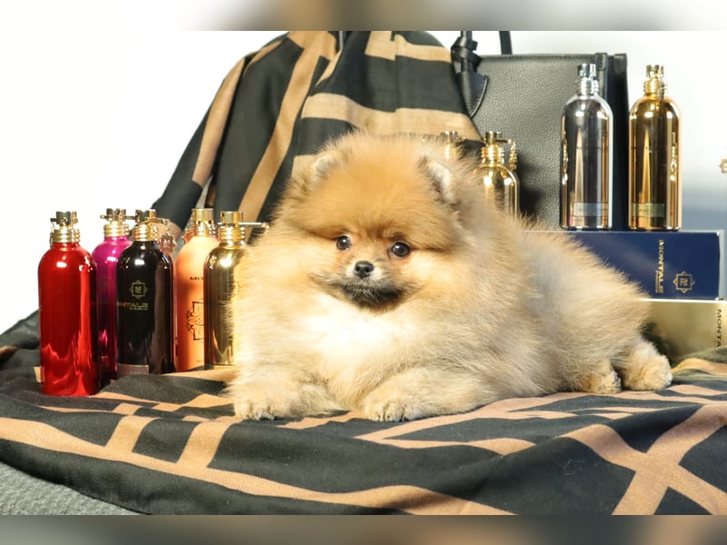 Kleiner und lieber Pomeranian Welpe (Rüde) zu verkaufen