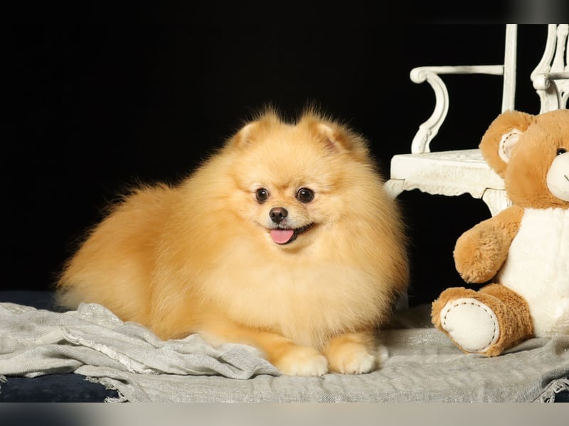 Wunderschöner, cremefarbener Pomeranian / Zwergspitz, Deckrüde (Kein Verkauf)