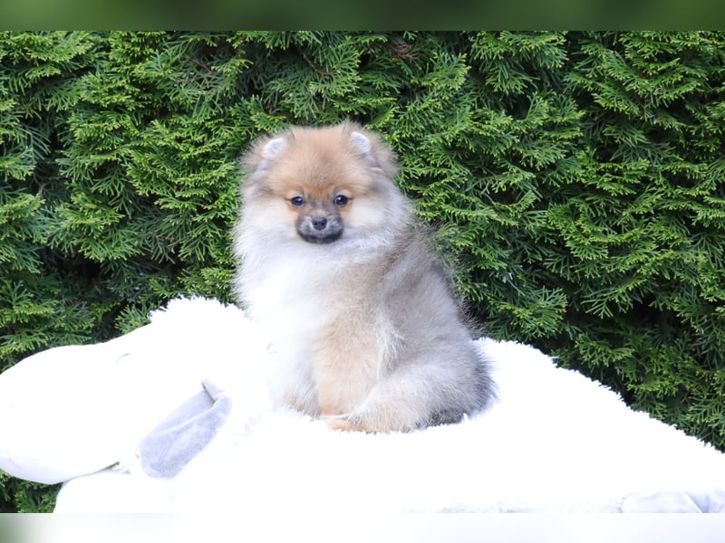 Zuckersüßer Pomeranian / Deutscher Zwergspitz Rüde sucht Zuhause