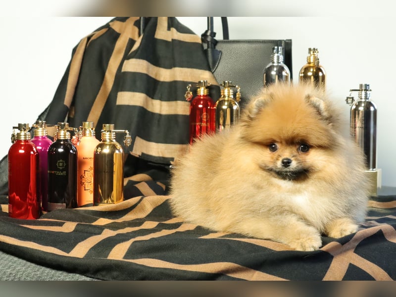 Kleiner und lieber Pomeranian Welpe (Rüde) zu verkaufen