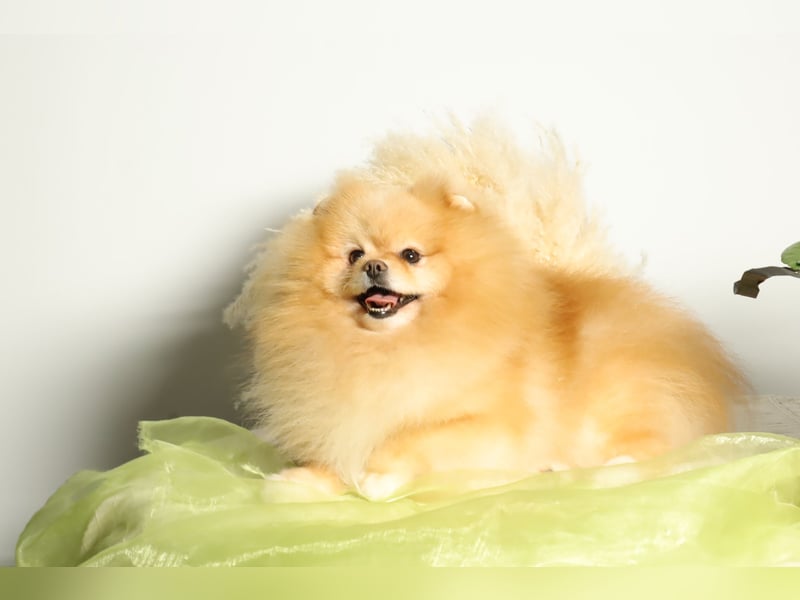 Wunderschöner Pomeranian (Zwergspitz) Rüde zum Verkauf