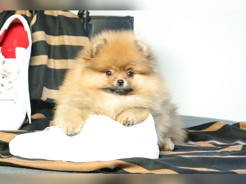 Pomeranian Welpe (Rüde) zu verkaufen