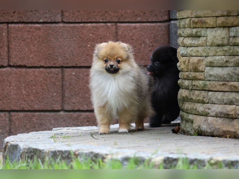 Zuckersüßer Pomeranian / Deutscher Zwergspitz Rüde sucht Zuhause