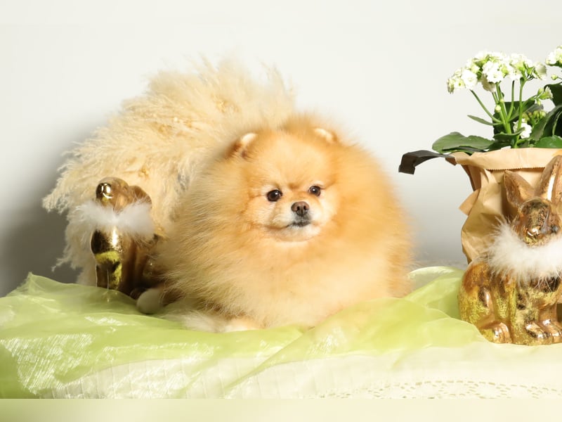 Wunderschöner Pomeranian (Zwergspitz) Rüde zum Verkauf