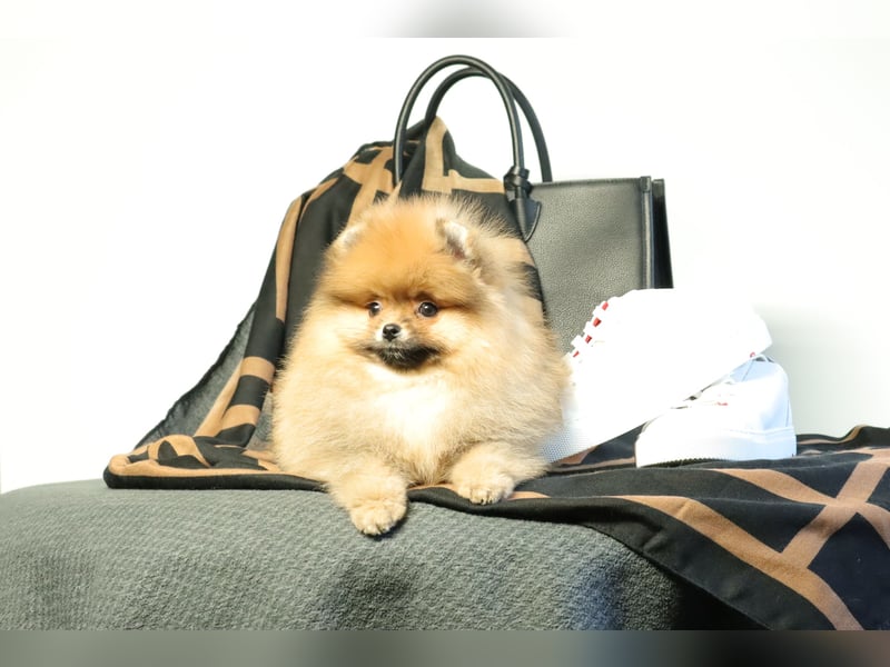 Kleiner und lieber Pomeranian Welpe (Rüde) zu verkaufen