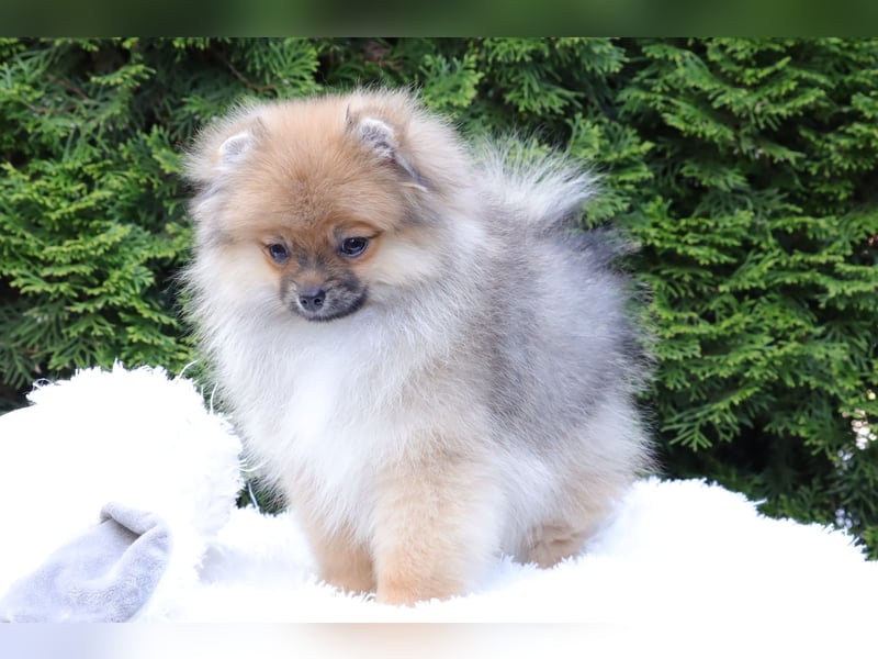Zuckersüßer Pomeranian / Deutscher Zwergspitz Rüde sucht Zuhause