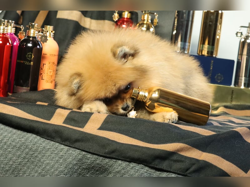 Kleiner und lieber Pomeranian Welpe (Rüde) zu verkaufen