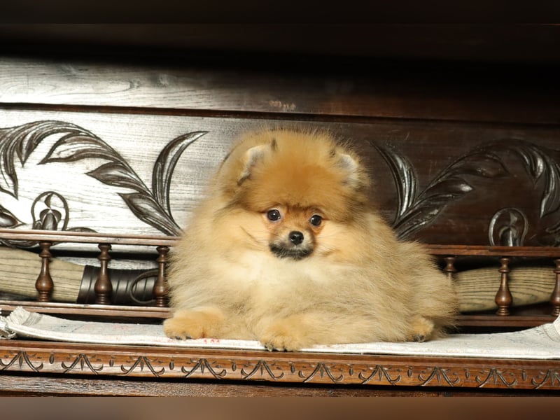 Pomeranian Welpe (Rüde) zu verkaufen