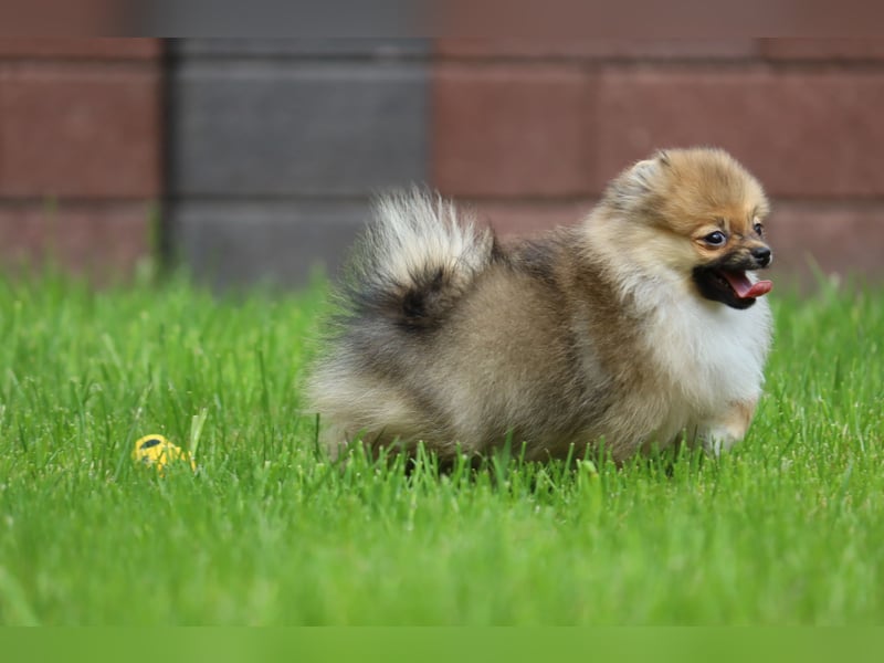Zuckersüßer Pomeranian / Deutscher Zwergspitz Rüde sucht Zuhause