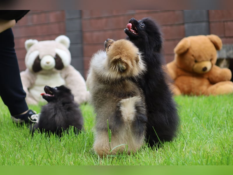 Zuckersüßer Pomeranian / Deutscher Zwergspitz Rüde sucht Zuhause
