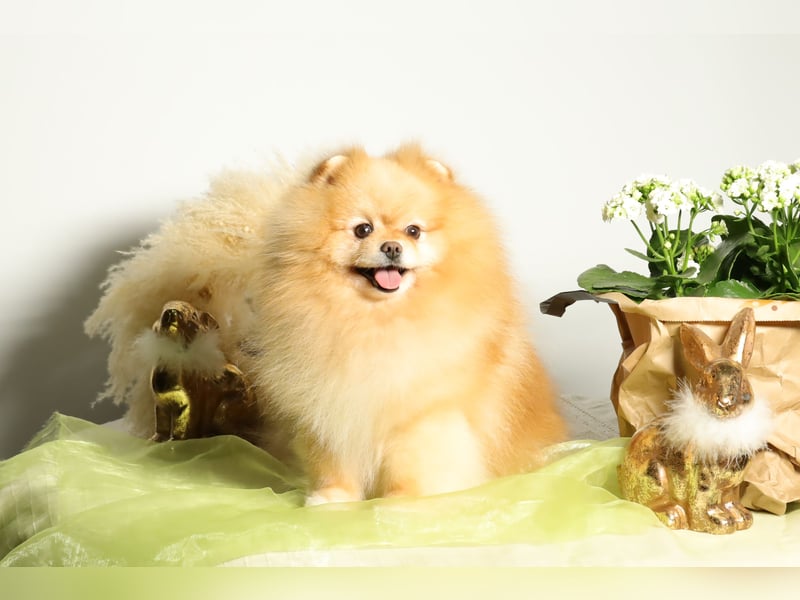 Wunderschöner Pomeranian (Zwergspitz) Rüde zum Verkauf