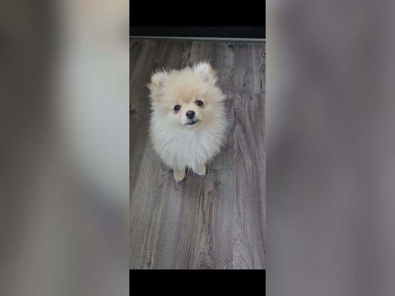 Pomeranian Spitz