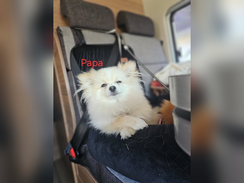 Pomeranian Spitz