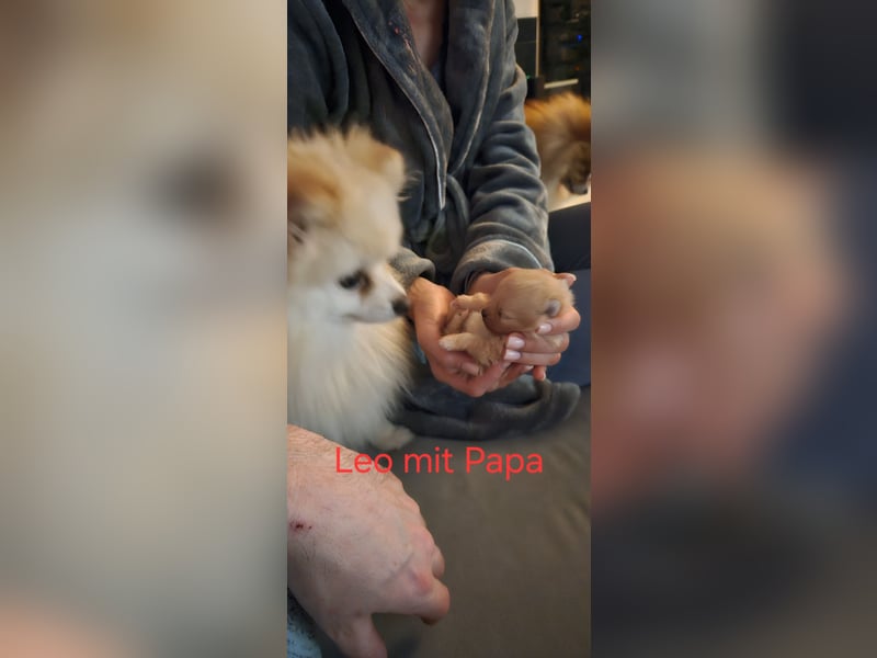 Pomeranian Spitz