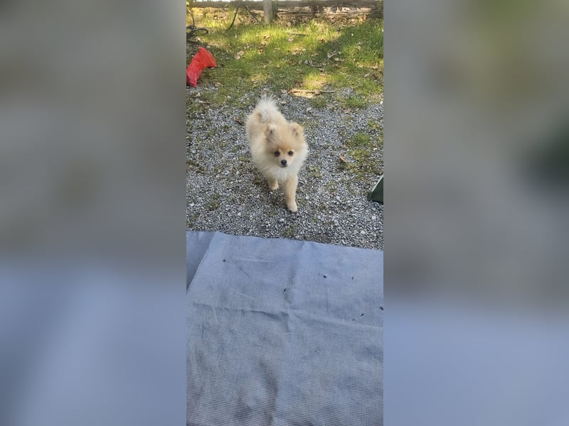 Pomeranian Spitz