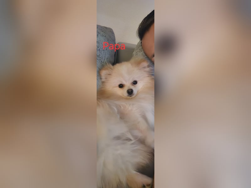 Pomeranian Spitz