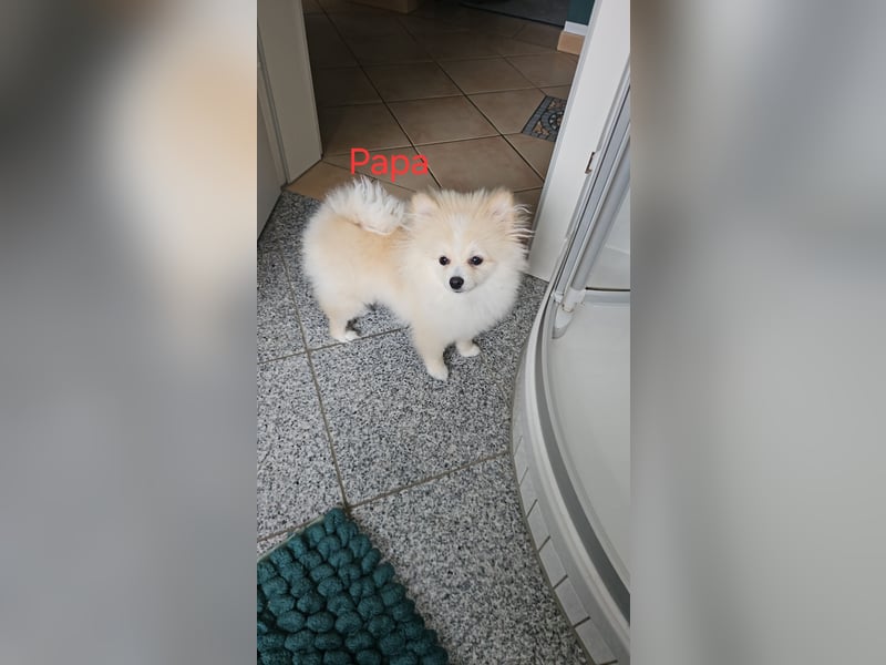 Pomeranian Spitz
