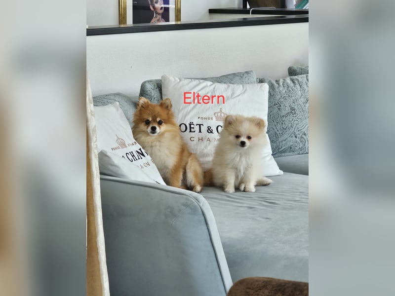 Pomeranian Spitz