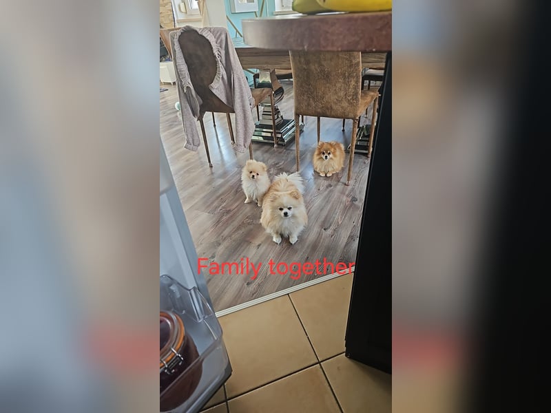 Pomeranian Spitz