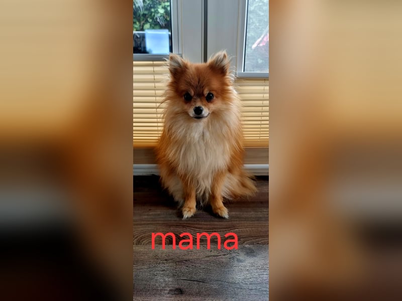 Pomeranian Spitz